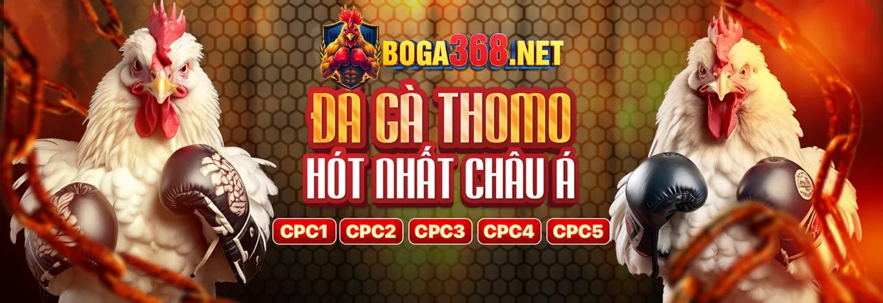 Hình ảnh hợp tác đá gà mạng trực tiếp Thomo